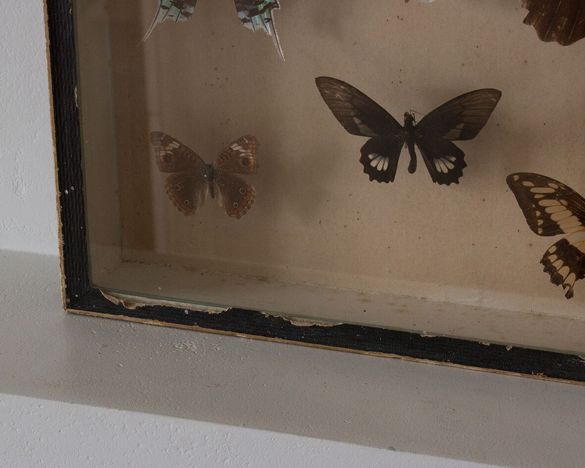 Framed butterflies