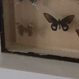 Framed butterflies