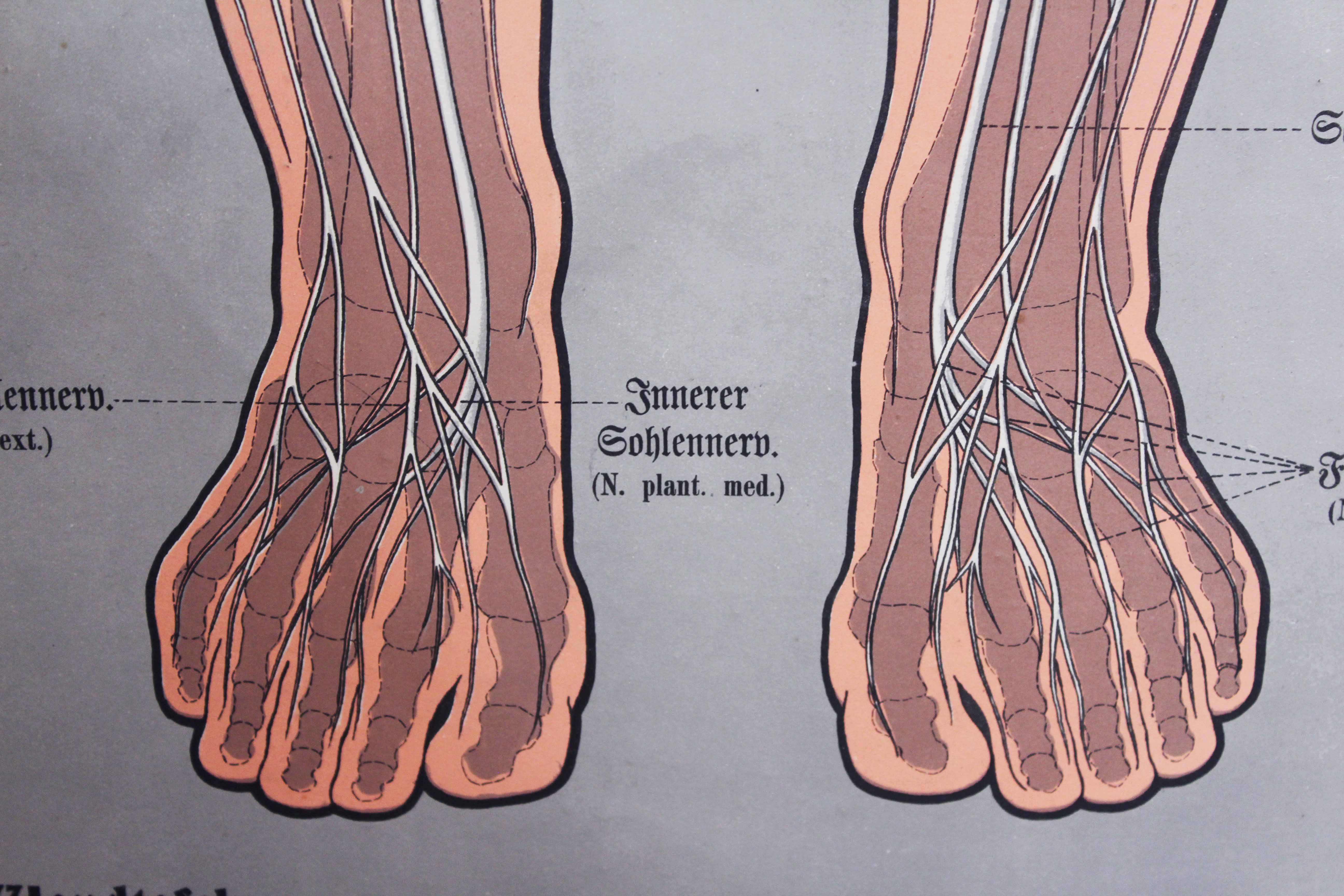 Old anatomy illustration of the nineteenth century