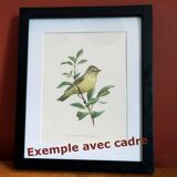 Planche oiseaux Années 60 - Moineau Domestique - Illustration animal vintage