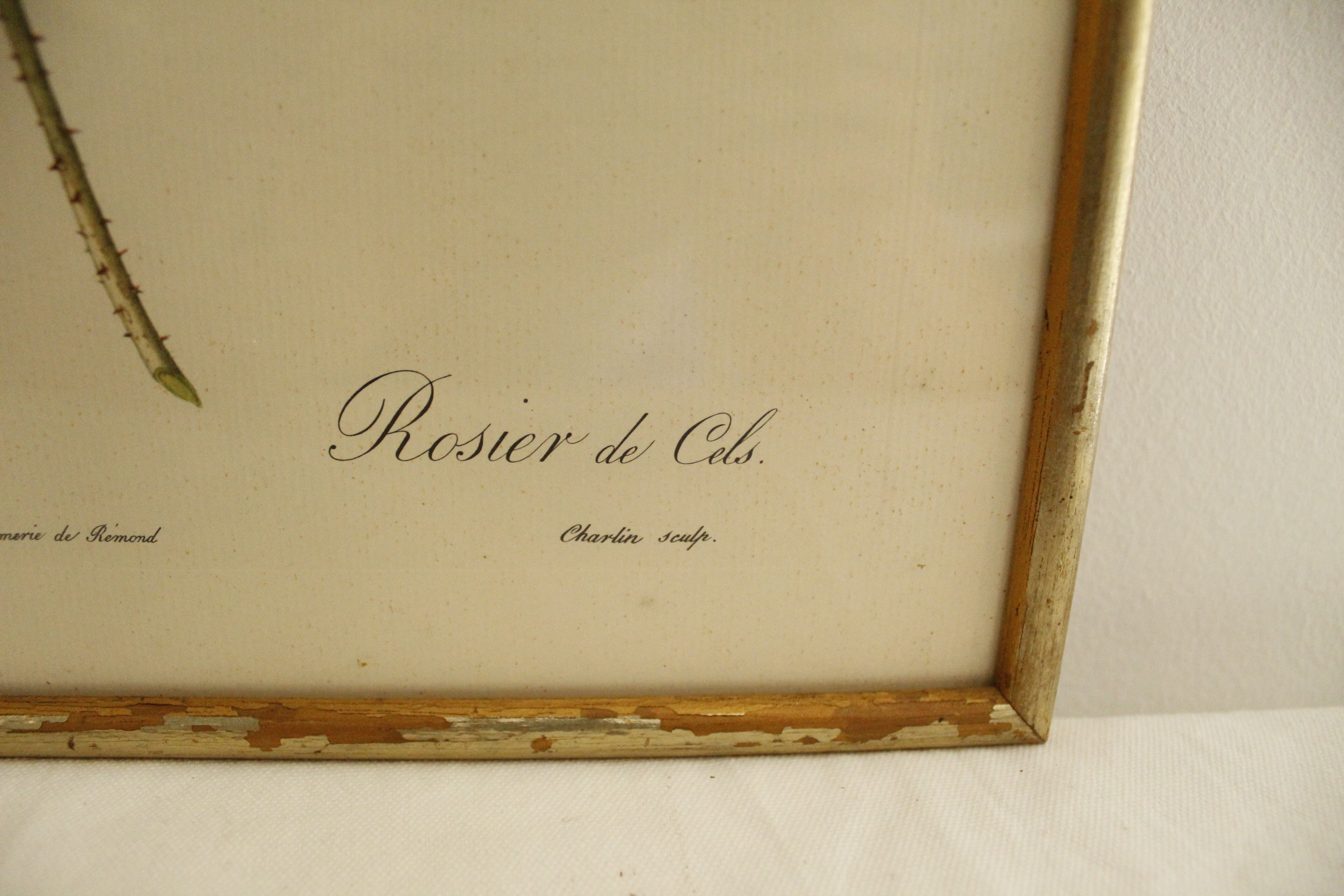 Lithographie JP Redouté encadrée - Rosier de Cels