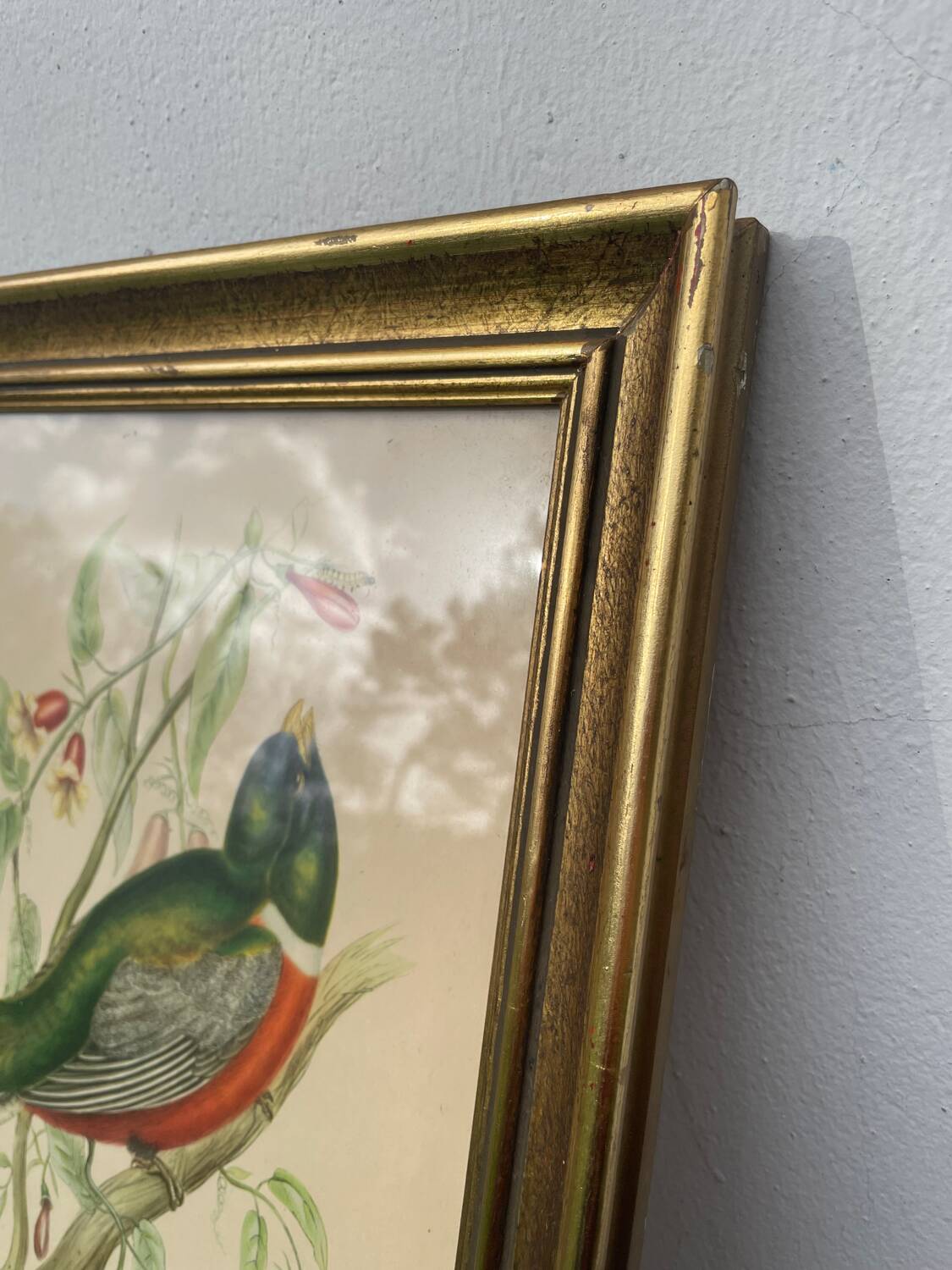Golden wooden bird frame ornithological board