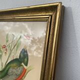 Golden wooden bird frame ornithological board