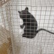 "Seven Rats" lamp by Ingo Maurer 2007