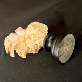 Old Murex conch shell on turned wooden base Napoleon III vintage cabinet of curiosities