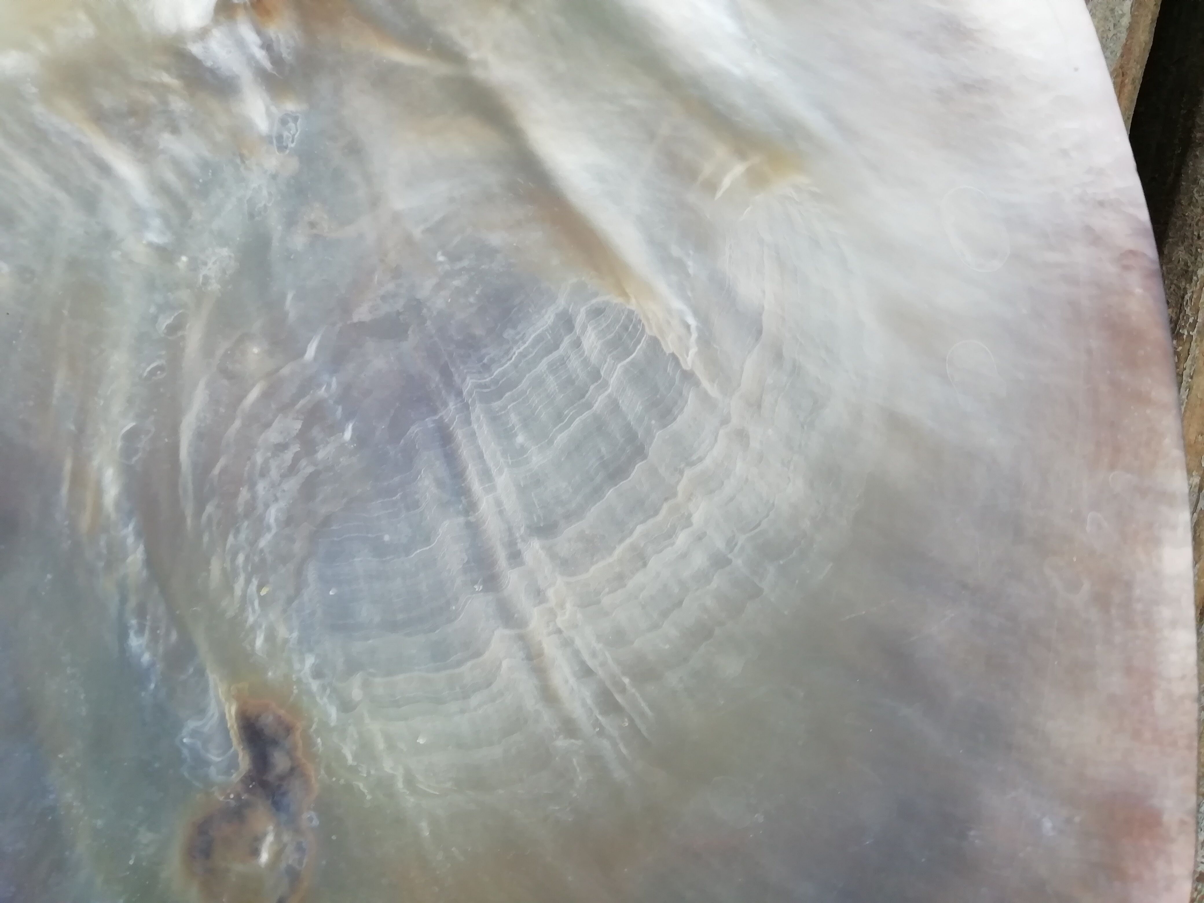 Mother-of-pearl shell