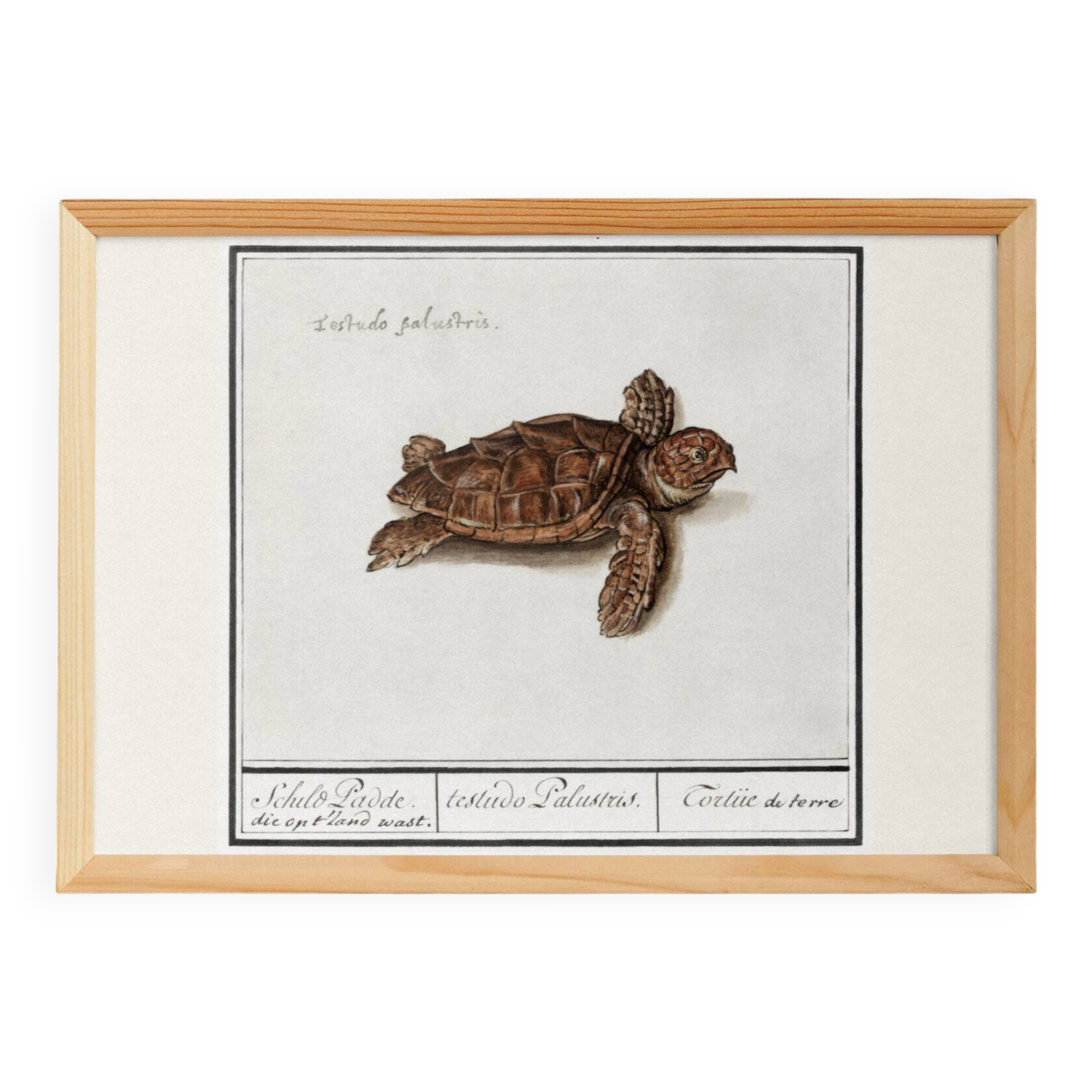 Small poster on the Tortoise, after an old engraving from 1610