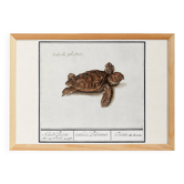 Small poster on the Tortoise, after an old engraving from 1610