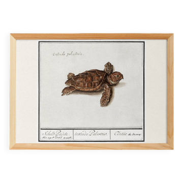 Small poster on the Tortoise, after an old engraving from 1610
