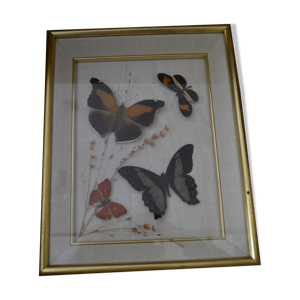 Cadre avec 4 papillons naturalisés