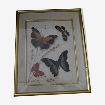 Frame with 4 butterflies naturalized on a dried flower