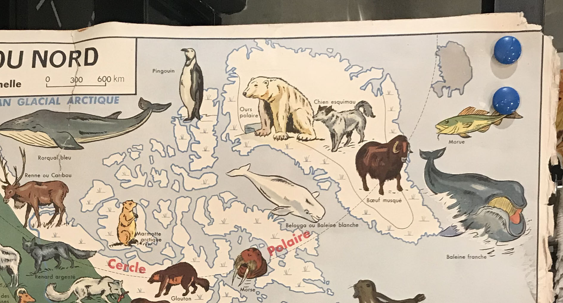 Card school Vegetation and fauna of North America and Asia MDI 1960