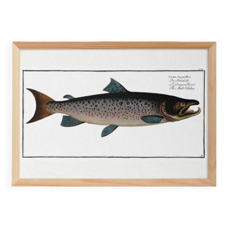 Poster about Atlantic salmon, based on an old engraving from 1746.