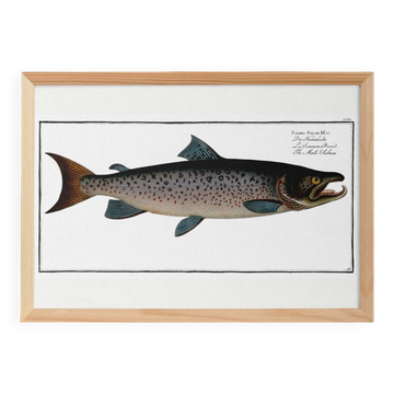 Poster about Atlantic salmon, based on an old engraving from 1746.