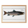 Poster about Atlantic salmon, based on an old engraving from 1746.