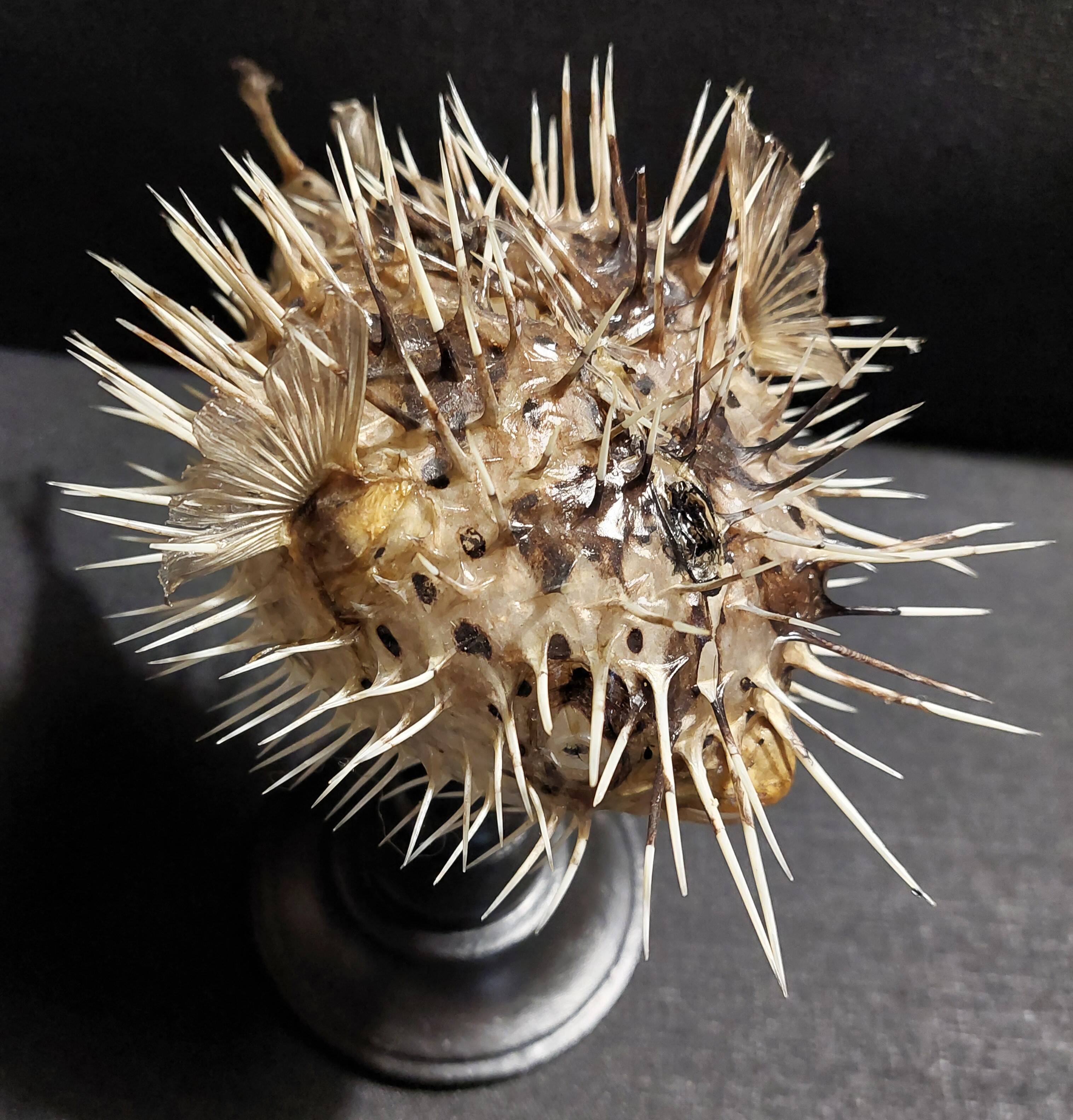 Cabinet of Curiosities naturalized fish diodon holocanthus on base