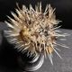 Cabinet of Curiosities naturalized fish diodon holocanthus on base