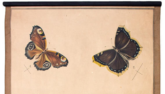 Tableau éducatif, papillon, lithographie, 1914