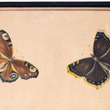 Tableau éducatif, papillon, lithographie, 1914