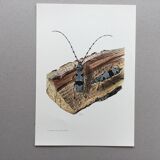 Illustration ancienne Insectes, Impression vintage années 60