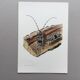 Antique Insect Illustration, Vintage Print 60s