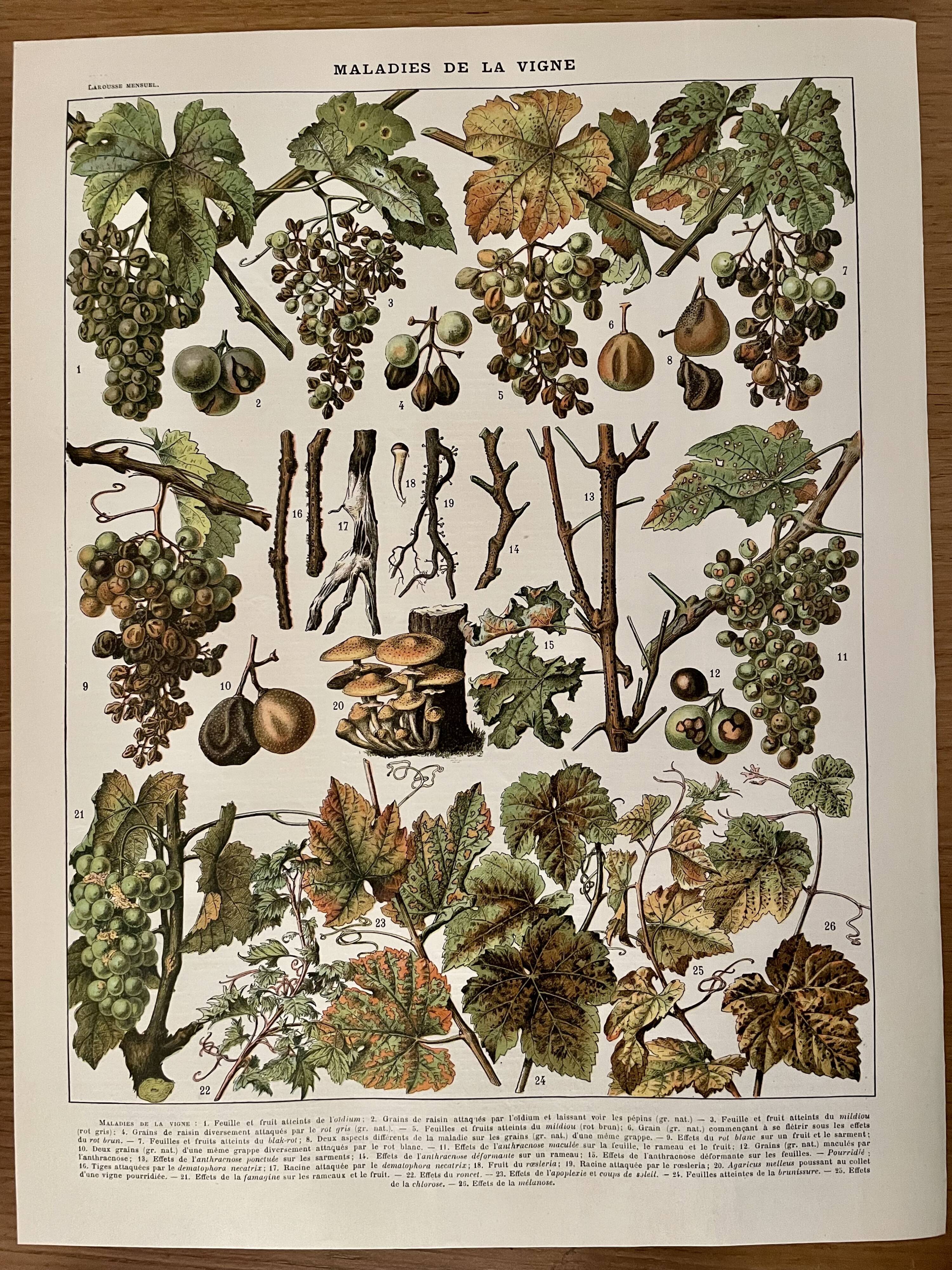 Lithograph on the diseases of the vine of 1907