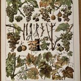 Lithographie sur les maladies de la vigne de 1907