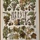 Lithograph on the diseases of the vine of 1907