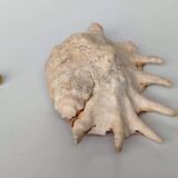 Large pink shell - Large Lambis - Strombidae - Lambis Truncata with 7 digitizations