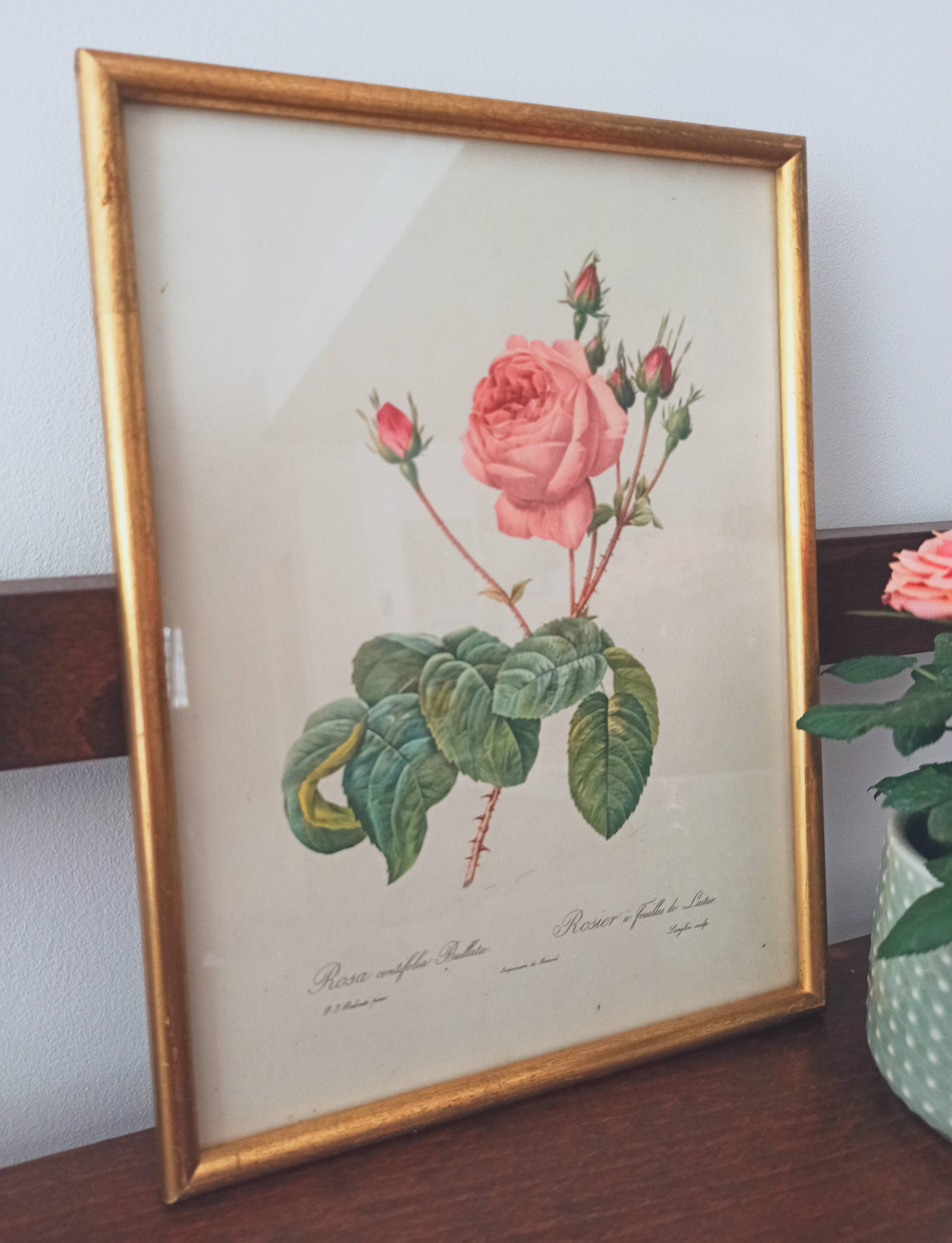 Botanical board Pj Redoute