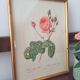 Botanical board Pj Redoute