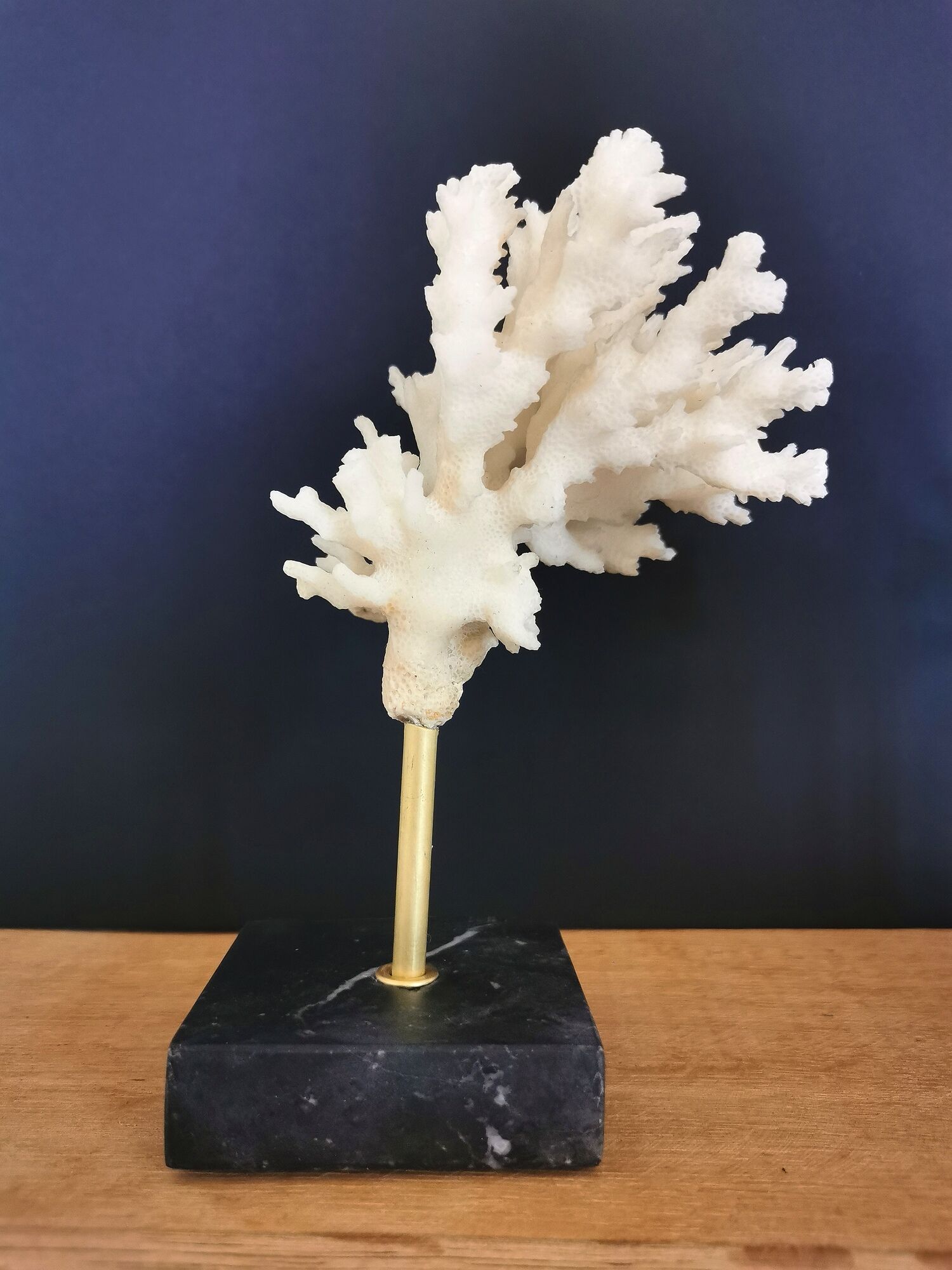 Coral branch