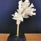 Coral branch