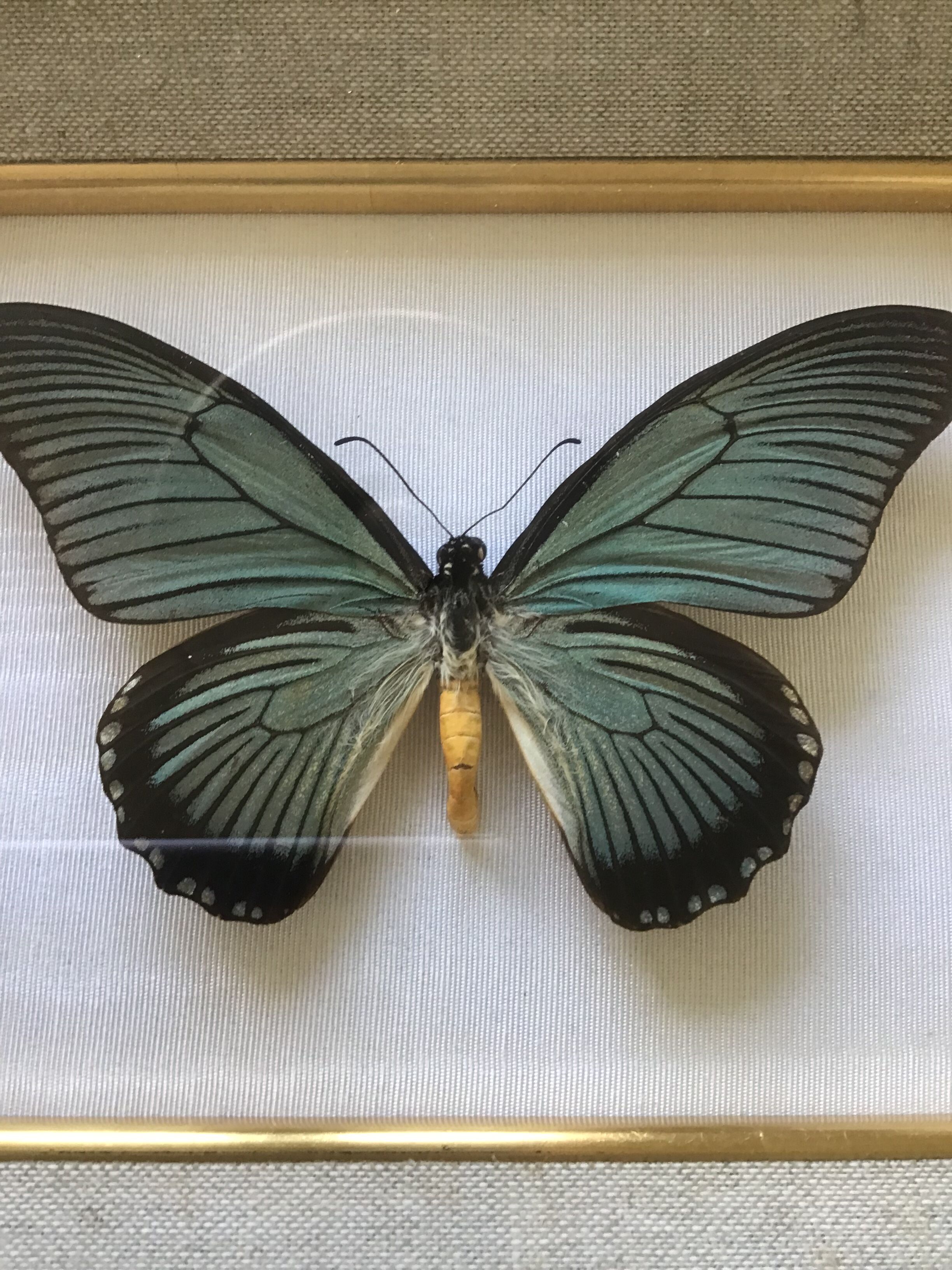 Naturalized butterfly frame