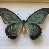 Naturalized butterfly frame