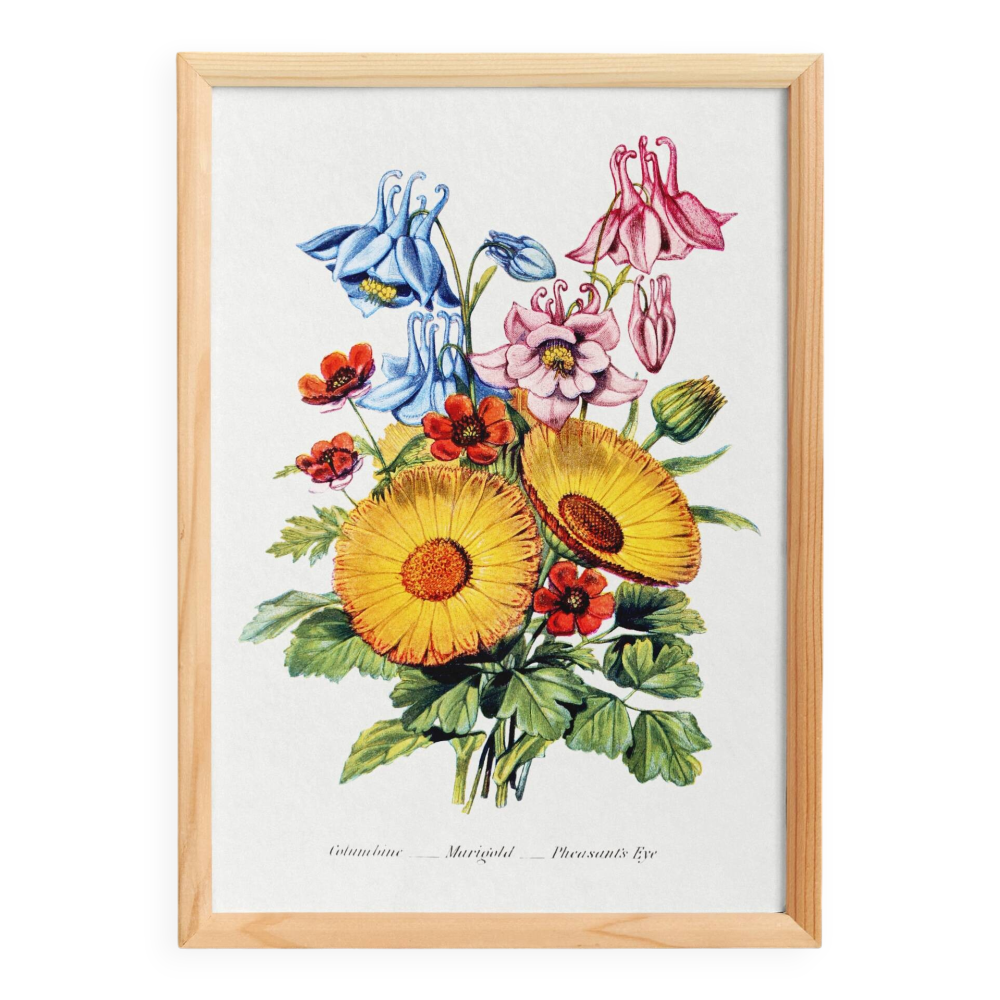 Poster about columbines, marigolds and adonis, based on a lithograph