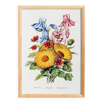 Affiche sur les ancolies, les soucis et adonis, d’après une lithographie