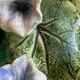 Old Hollow Round Plate in Majolica Barbotine Decorated with Bindweed and Nuts