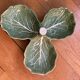 Plat feuilles de choux