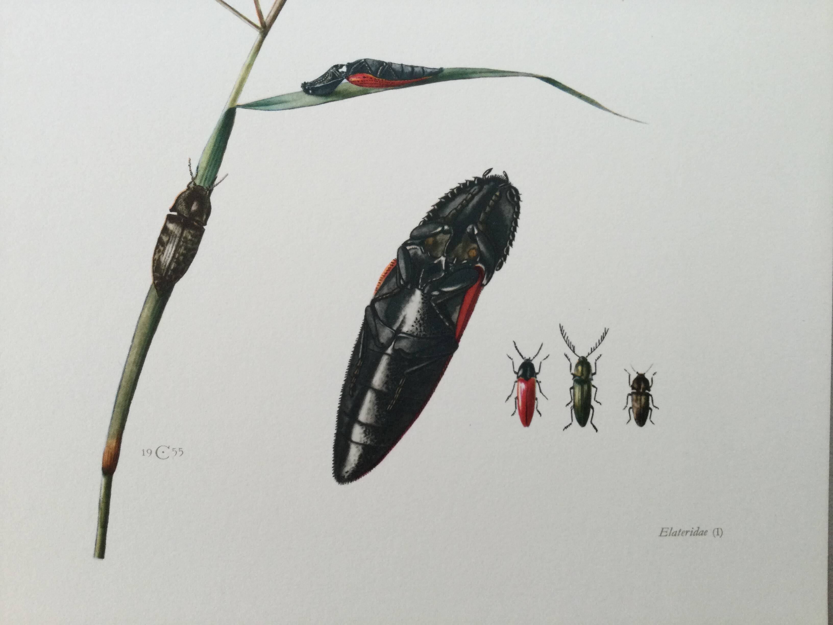 Antique illustration of click beetles, vintage print, 1960s