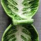 Starter platter or raw vegetables