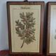 Set of 4 botanical boards with wooden frames