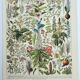 Antique engraving 1928, Medicinal plants 2, herbalism • Lithograph, original illustration