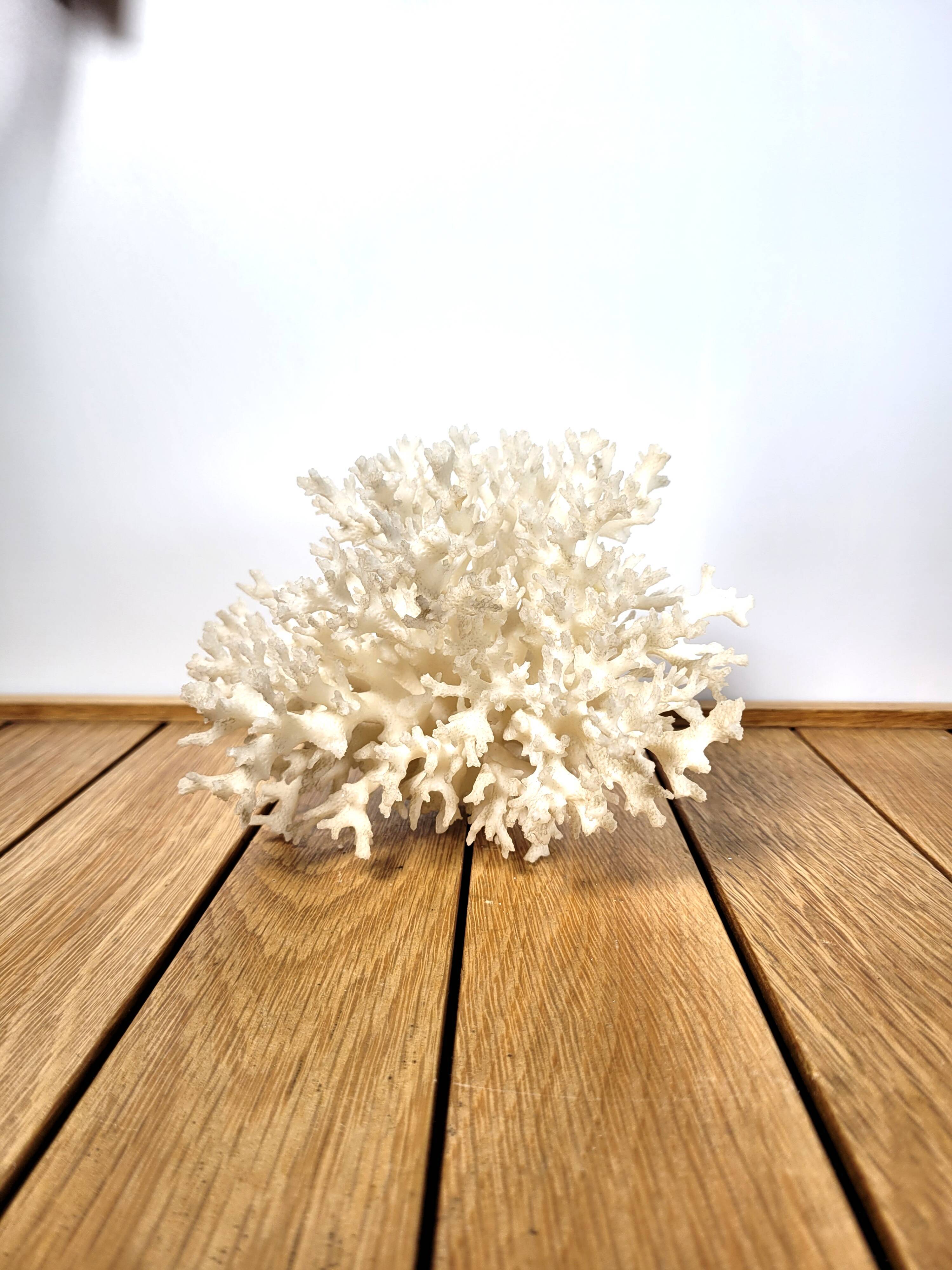 White coral shell