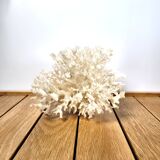 White coral shell