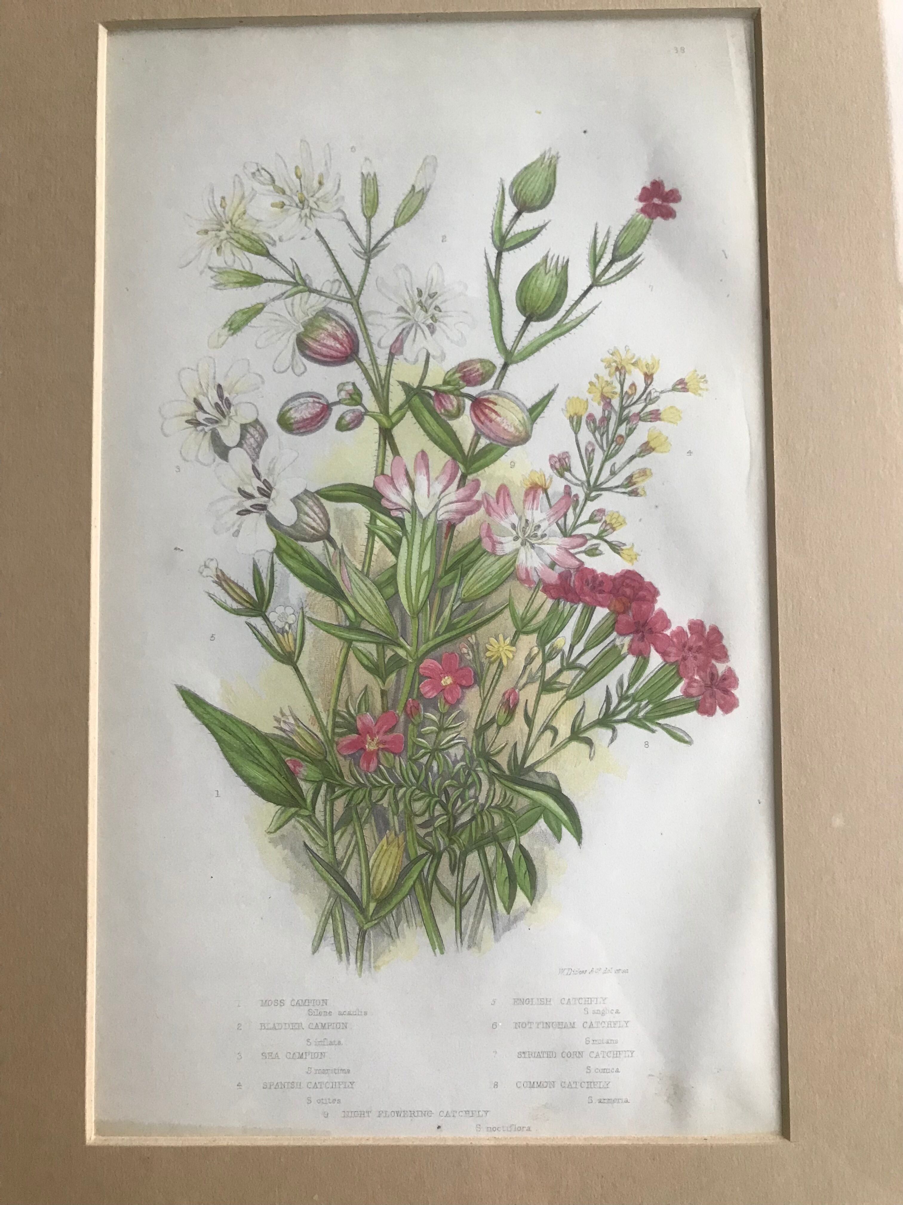 Gravure herbier