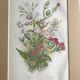 Gravure herbier