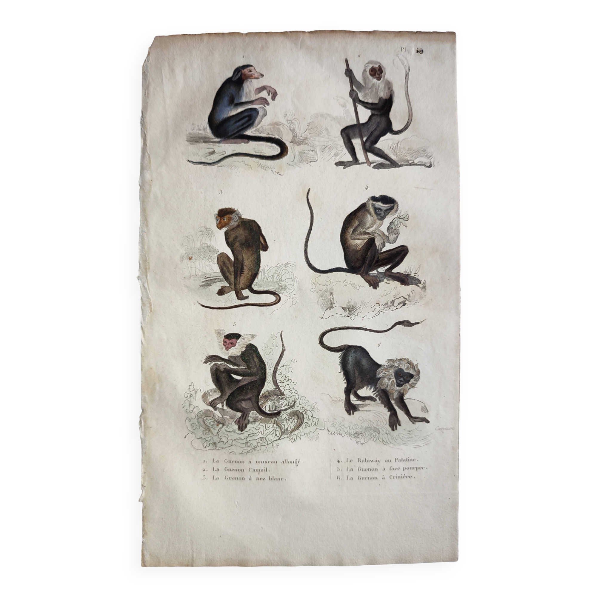 Original zoological plate "Guinea Monkey, Camail, Roloway - Buffon 1838"