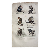 Original zoological plate "Guenon, Camail, Roloway,... - Buffon 1838