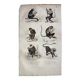 Original zoological plate "Guinea Monkey, Camail, Roloway - Buffon 1838"